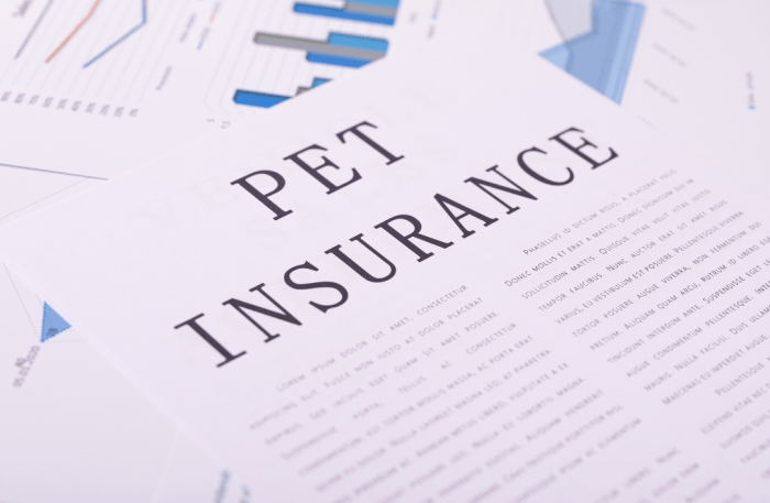 Pet Insurance for English Bulldogs A Paw-some Guide